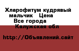 Хларофитум кудрявый мальчик › Цена ­ 30 - Все города  »    . Калужская обл.